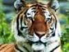 kumar's picture