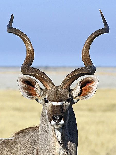 Kudu