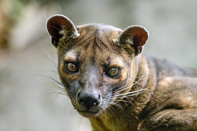 Fossa Animal